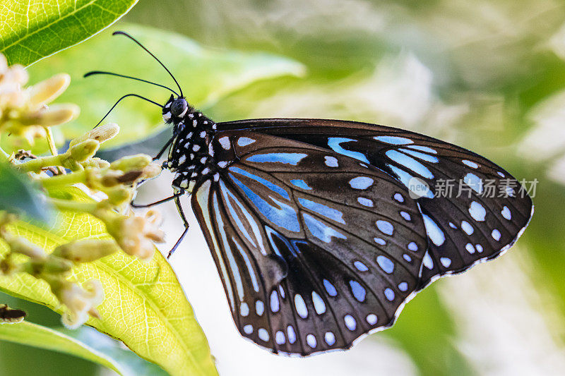 蓝虎是一种热带蝴蝶，在北昆士兰几乎全年都可以看到。它们在春季和夏季迁徙并向南飞(Tirumala limniace)